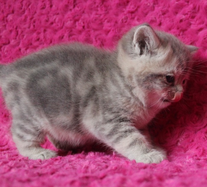 Britisch Kurzhaar Katzenbaby blue golden tabby </A>